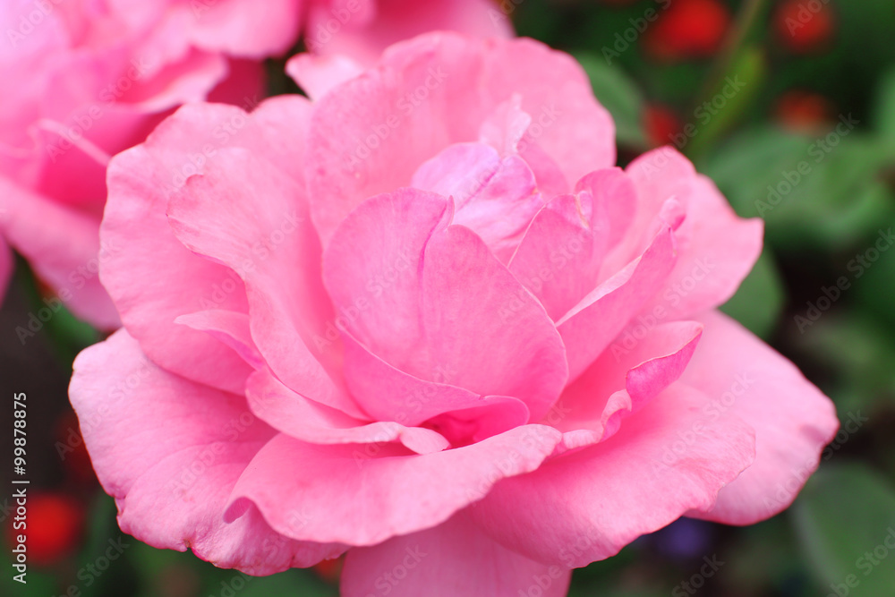 Beautiful pink roses in garden, close up