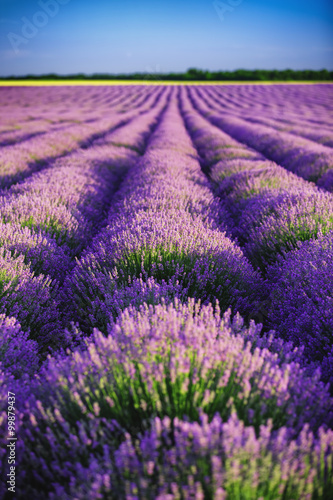 Fototapeta Naklejka Na Ścianę i Meble -  Lavender field in Provence