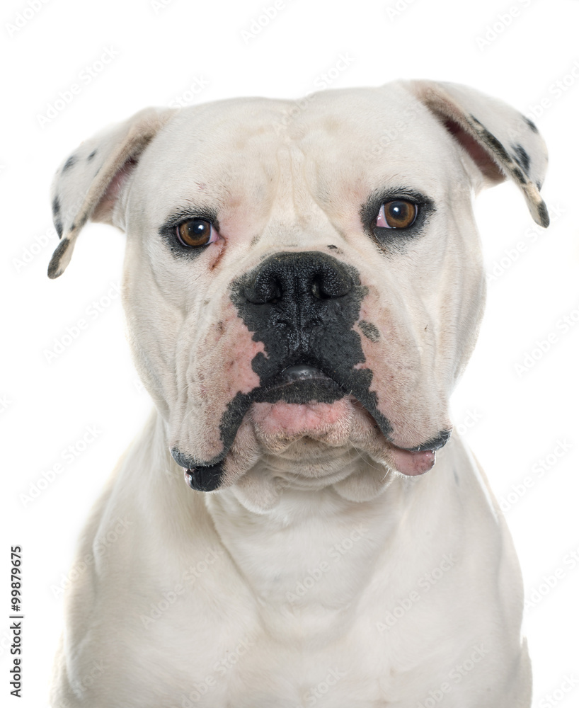 Fototapeta premium adult american bulldog
