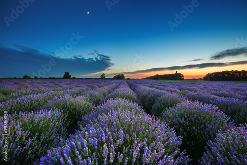 Beautiful landscape of lavender fields at sunset with dramatic s