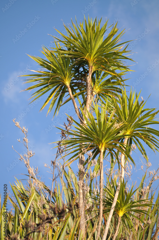 Fototapeta premium Cabbage trees with bright green leaves
