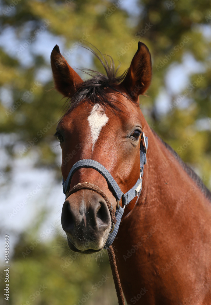 Portrait of beautiful arabian horse in summer corral