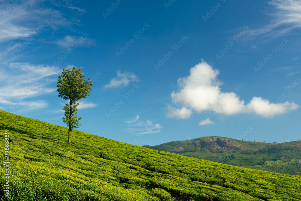Fototapeta premium Green valleys of tea plantations in Munnar
