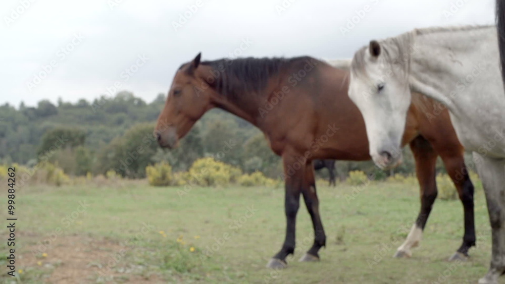 Side of white and brown horses outdoor Side of white and brown horses outdoor