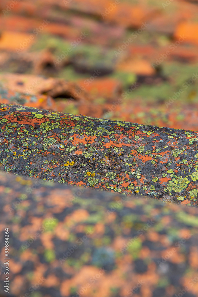 Fototapeta premium Old Tiles Roof Detail with lichens