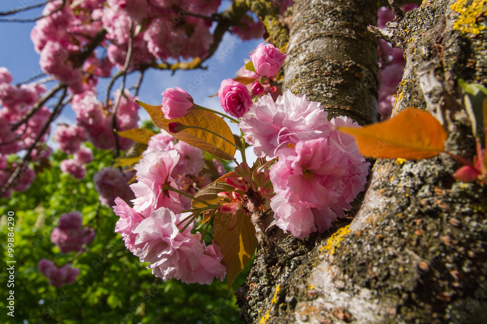 Flor de Cerezo Japones - Flores de árbol Prunus serrulata, brotando del  tronco de un cerezo japonés en primavera Stock Photo | Adobe Stock