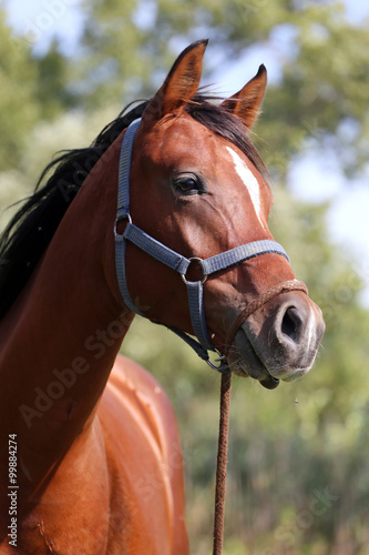 Portrait of beautiful arabian horse in summer corral