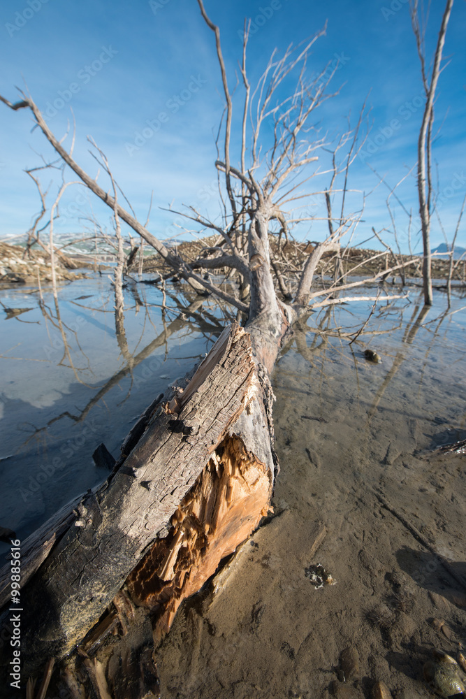 Frozen lake with strong branches