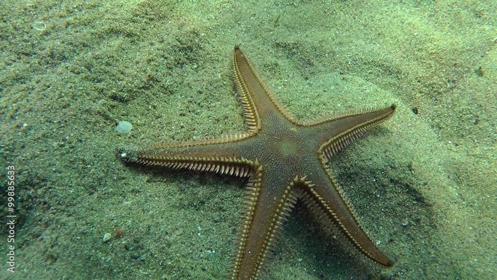 Slender sea star (Astropecten spinulosus) crawling along the bottom, medium shot.
Slender sea star (Astropecten spinulosus) crawling along the bottom, medium shot.