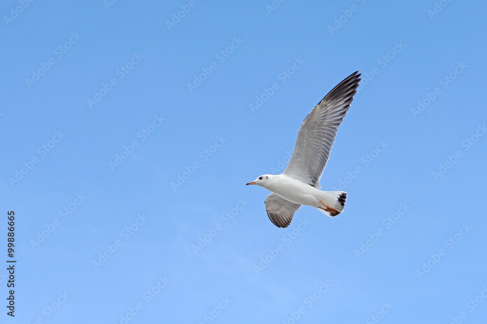 flying seagull bird flying seagull bird