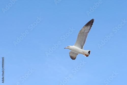 flying seagull bird