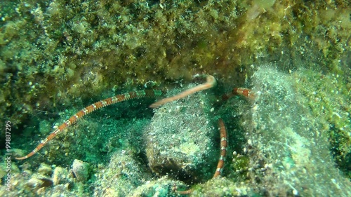 Smooth Brittle Star (Ophioderma longicauda) hiding between the rocks, medium shot.
 photo