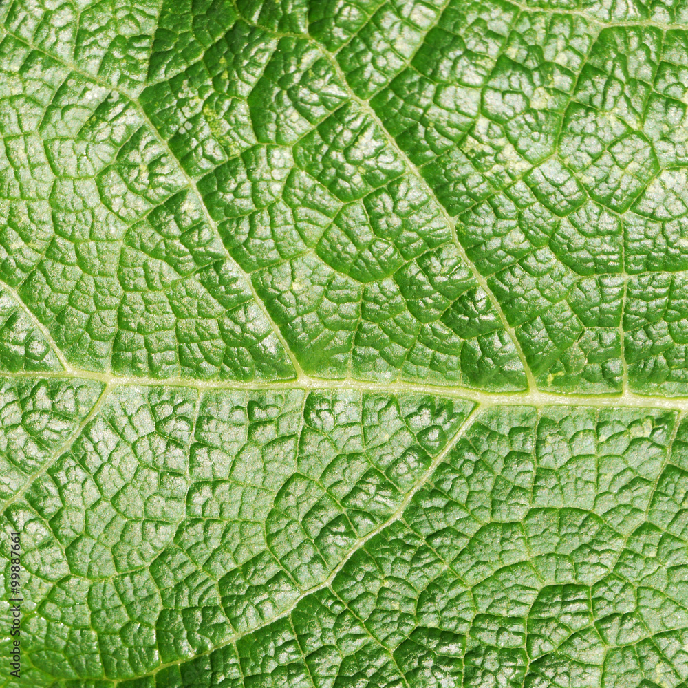 leaf texture leaf texture