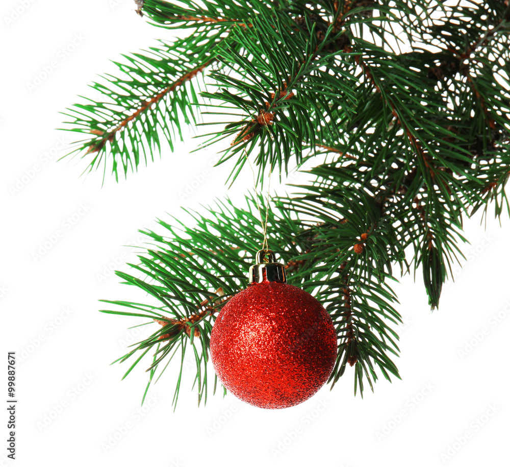 Red bauble on a Christmas tree branch, isolated on white Red bauble on a Christmas tree branch, isolated on white