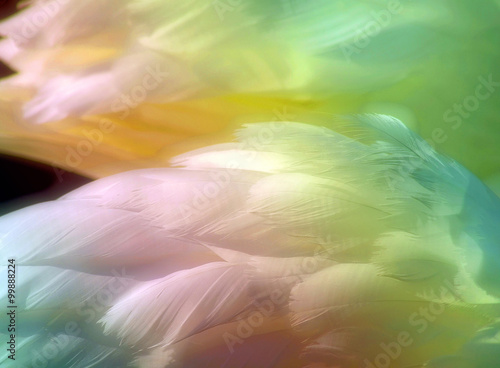 Beautiful swan feathers colored with Rainbow pastels with a soft glow

