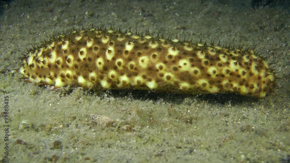 Sea cucumber (Holothuria sanctori) crawling along the bottom, medium shot.
Sea cucumber (Holothuria sanctori) crawling along the bottom, medium shot.
