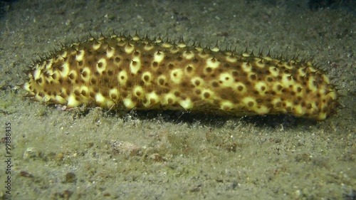 Sea cucumber (Holothuria sanctori) crawling along the bottom, medium shot.
 photo