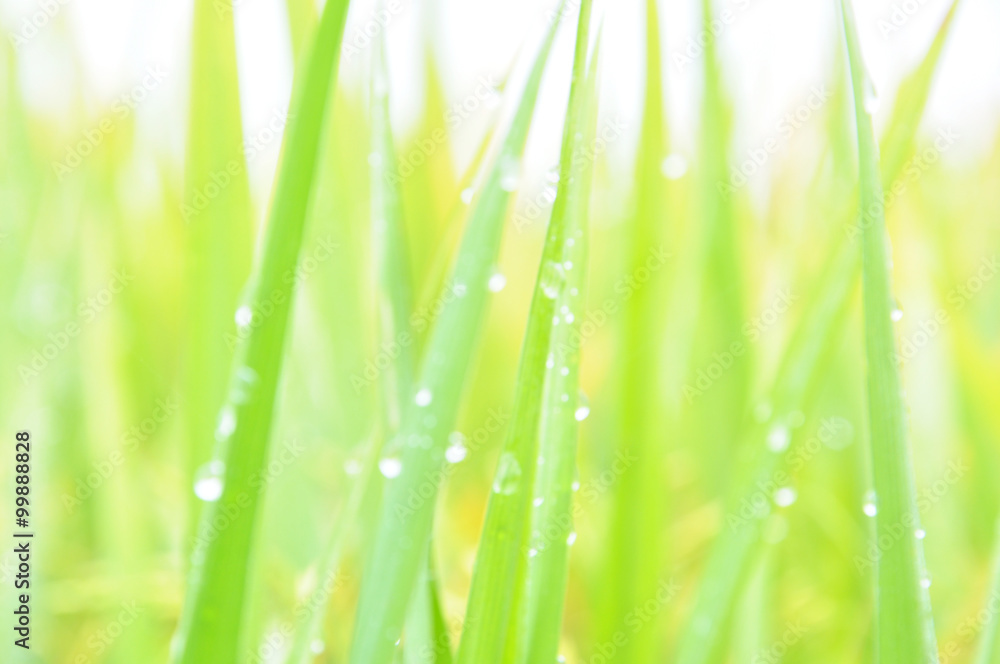 Defocused of paddy plant leaves with sparkling morning dew.