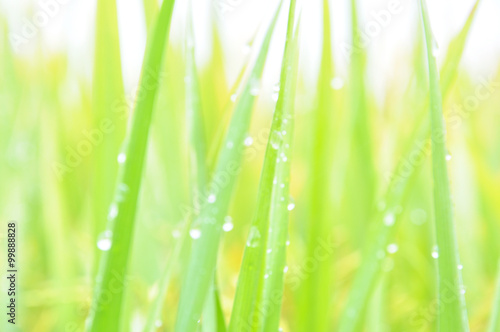 Defocused of paddy plant leaves with sparkling morning dew.