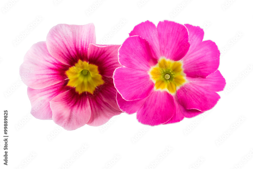 Fototapeta premium Pink Spring Flowers Primula Primrose Closeup Isolated