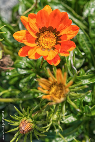 Orange flower on a blurred background