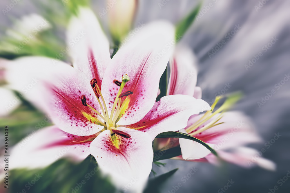 Fototapeta premium Beauty lily flower, abstract natural backgrounds