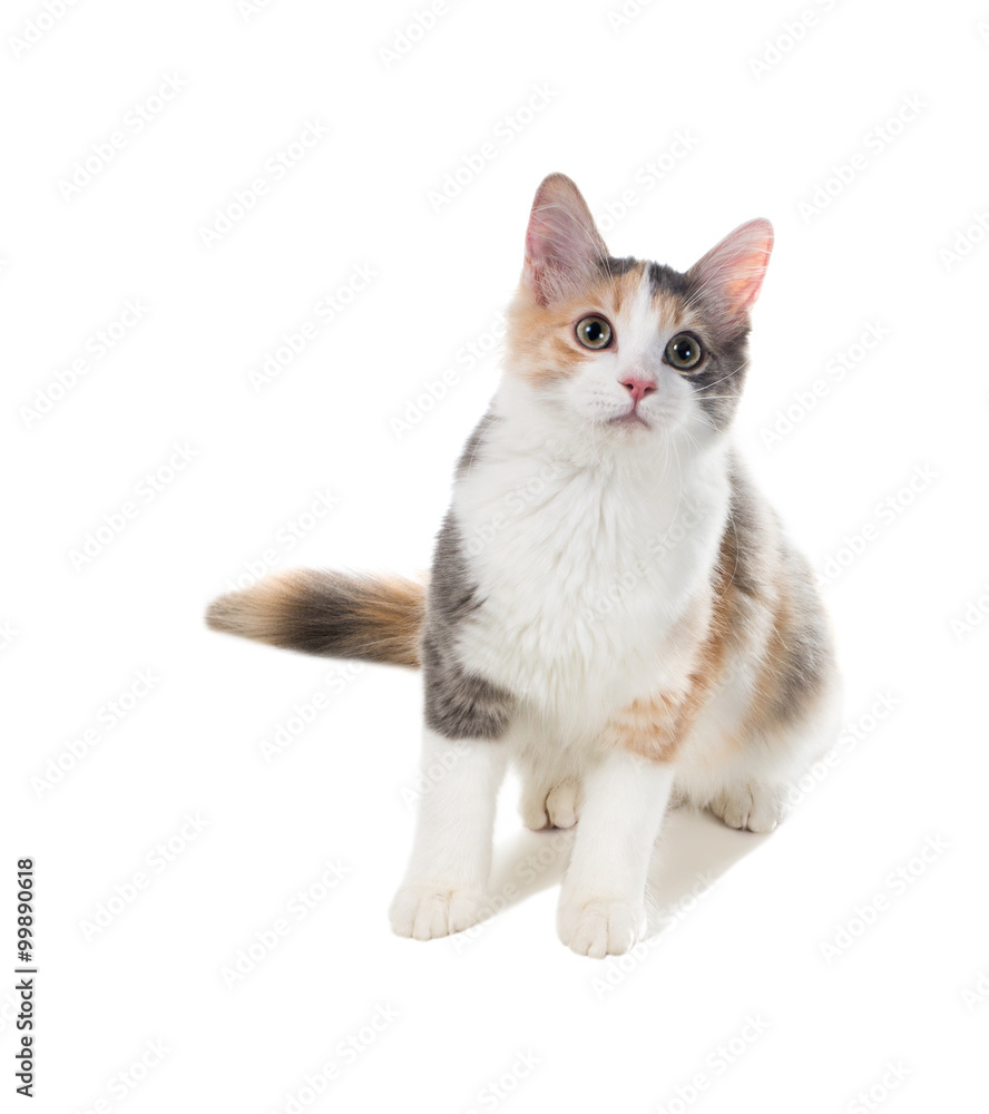Obraz premium Three-colored cat