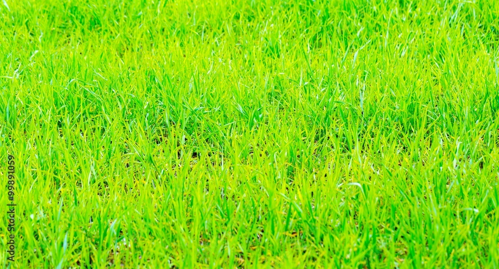 Close up of young green rye field Close up of young green rye field