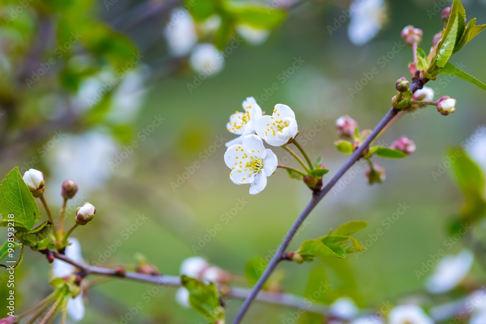 Cherry tree flowers blooming at spring