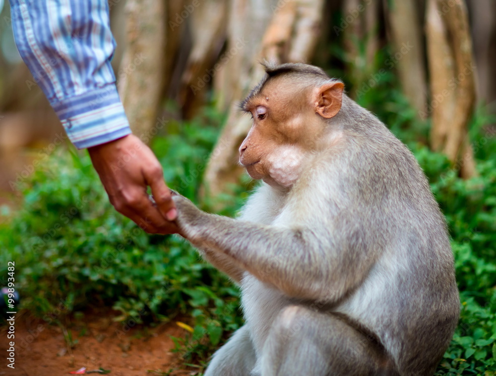 Fototapeta premium The bonnet macaque is a macaque endemic to southern India. Its distribution is limited by the Indian Ocean on three sides and the Godavari, Tapti Rivers along with a related species of rhesus macaque.