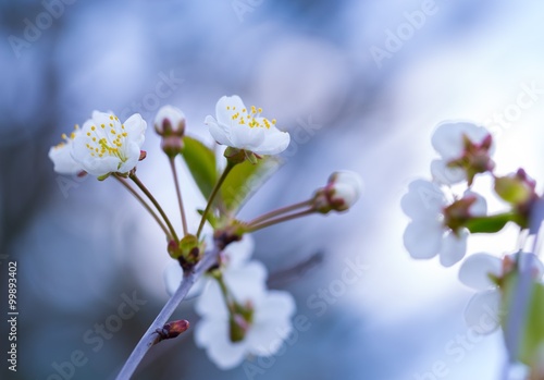Cherry tree flowers blooming at spring