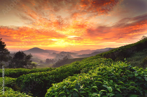 beautiful moment during sunrise at tea farm. dramatic clouds. yellow color on the sky.image taken at cameron highland,Malaysia