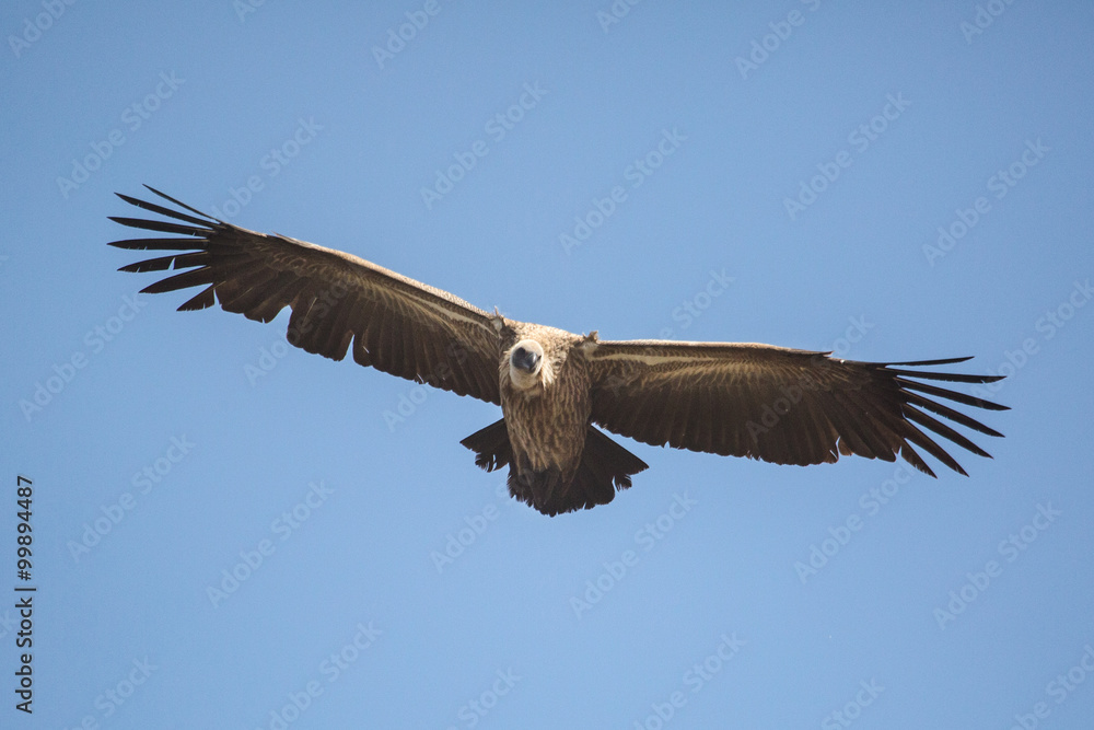 Fototapeta premium Scavengers at a vulture resturant in the wilds of Zimbabwe