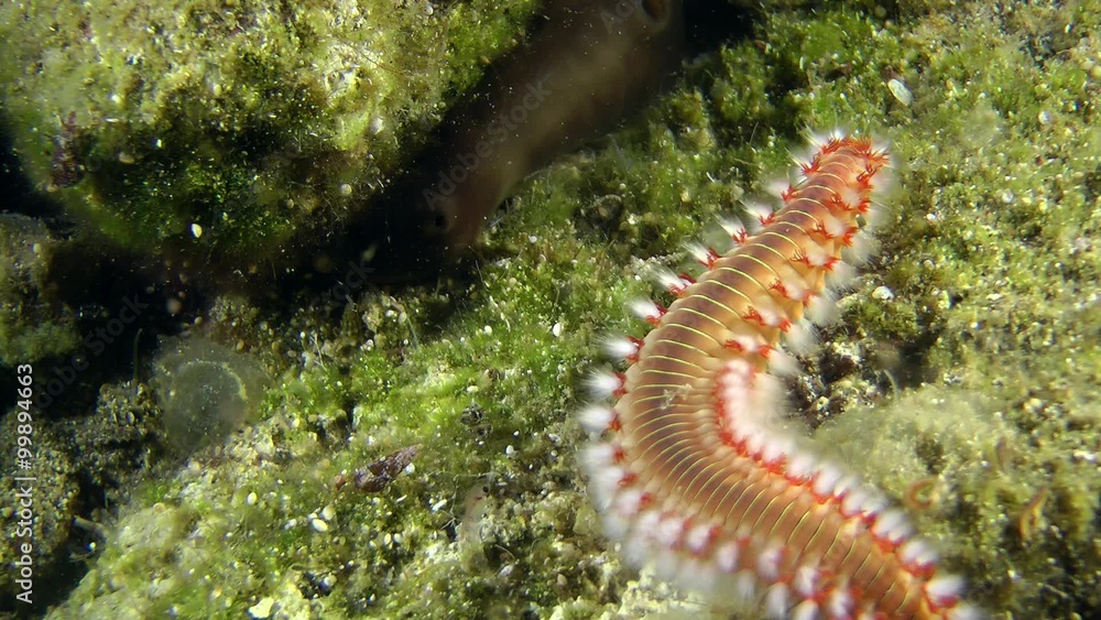 Bearded fireworm (Hermodice carunculata) crawling on the stone, medium shot.
Bearded fireworm (Hermodice carunculata) crawling on the stone, medium shot.