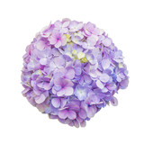 Purple Hydrangea Flower