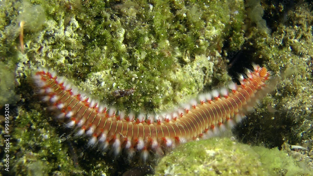 Bearded fireworm (Hermodice carunculata) crawling on the stone, medium shot.
Bearded fireworm (Hermodice carunculata) crawling on the stone, medium shot.