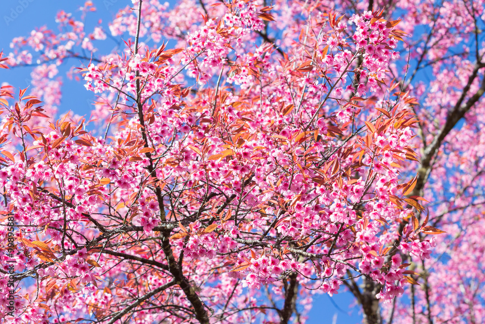 Beautiful spring cherry blossoms in the northern of Thailand Beautiful spring cherry blossoms in the northern of Thailand