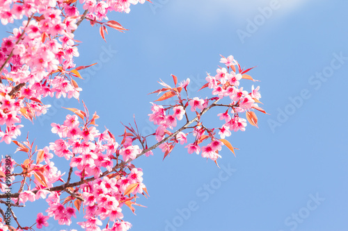 Beautiful spring cherry blossoms in the northern of Thailand