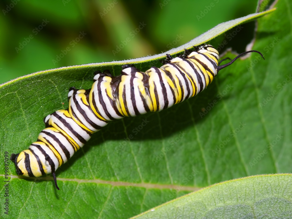 Naklejka premium Monarch Caterpillar Illinois Wildlife