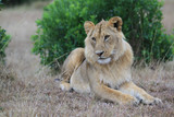 Leão Maasai