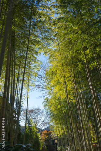 Shuzenji Bamboo Grove Road