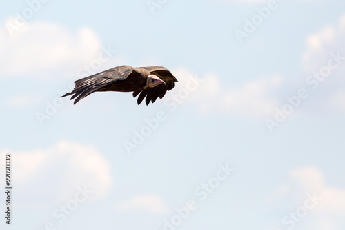 Scavengers at a vulture resturant in the wilds of Zimbabwe photo