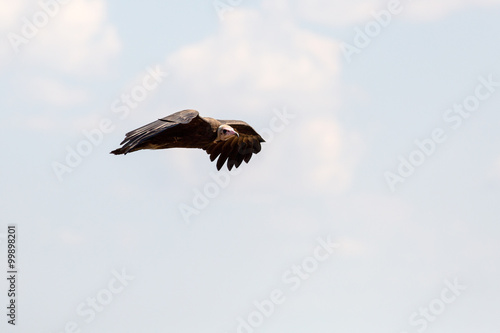 Scavengers at a vulture resturant in the wilds of Zimbabwe photo