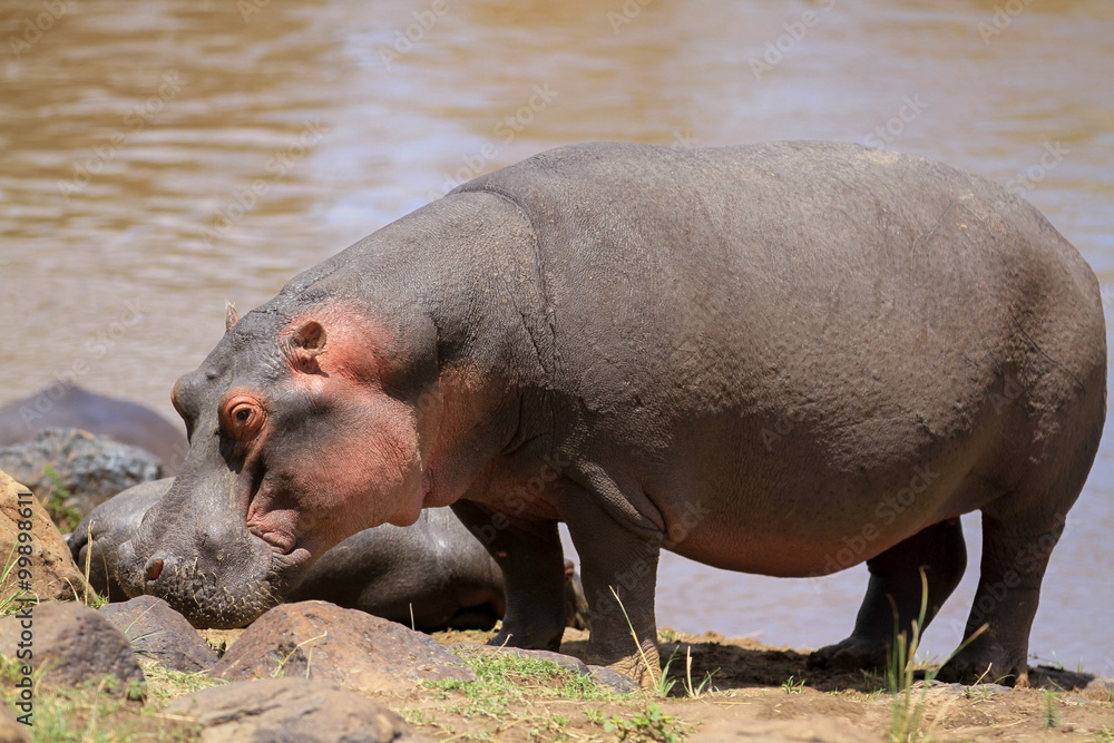 Hippos Hippos