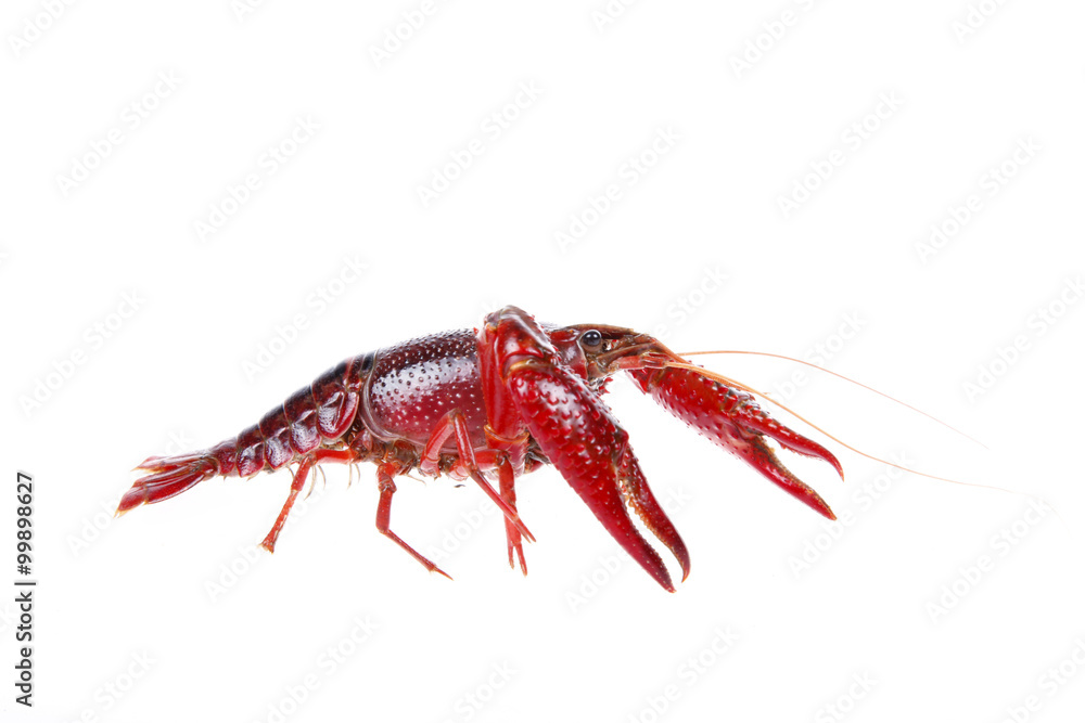 Crawfish Crawfish