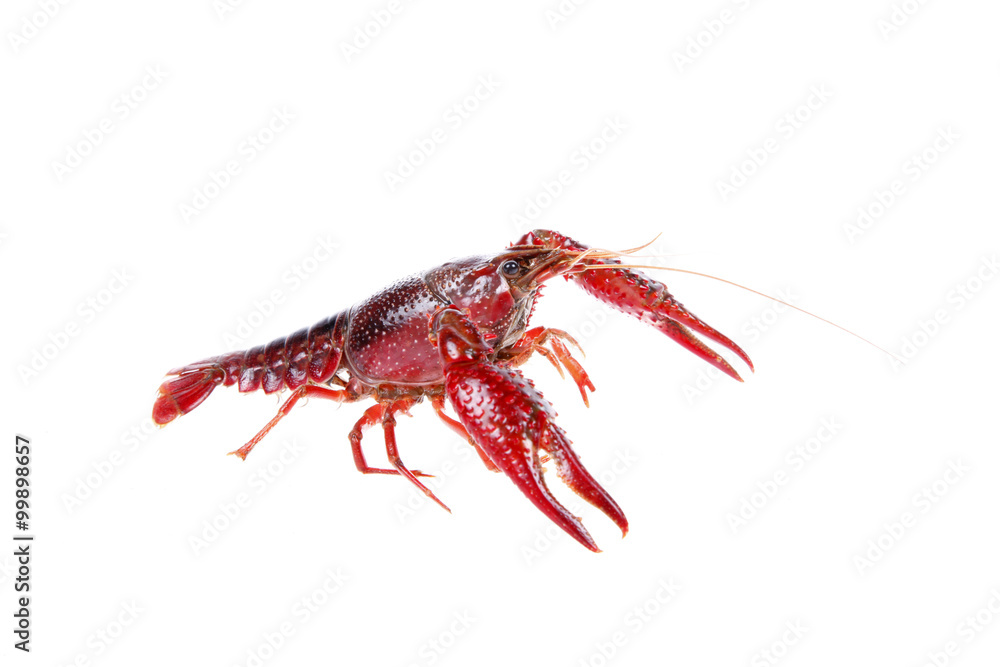 Crawfish Crawfish