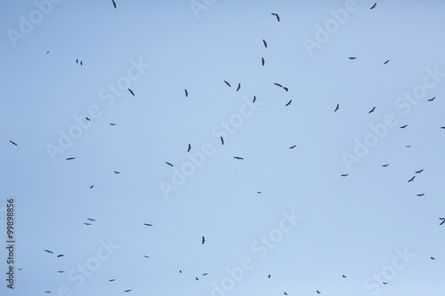 Scavengers at a vulture resturant in the wilds of Zimbabwe