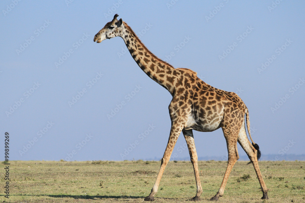 Naklejka premium Girafas
