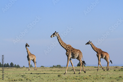 Canvas Print Girafas