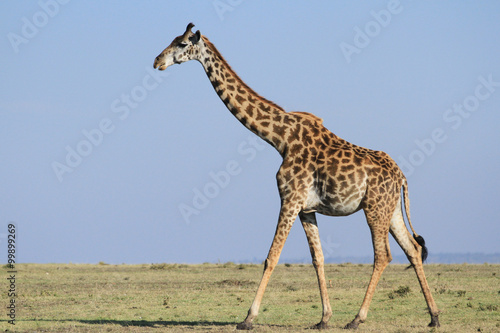 Girafas